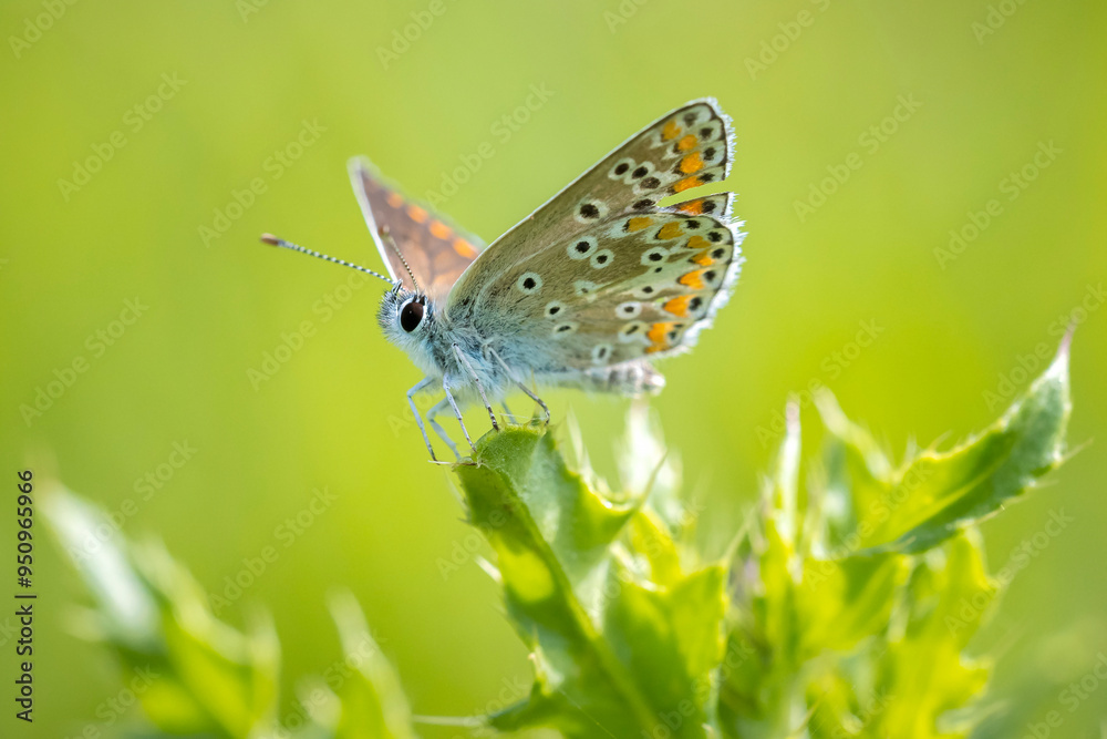 Brown Argus butterfly, Aricia agestis, open wings Brown Argus butterfly, Aricia agestis, open wings