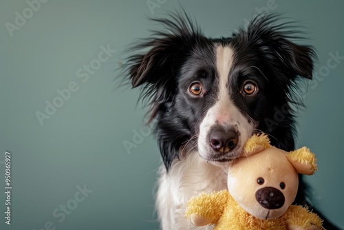 Border collie playing with toy photo