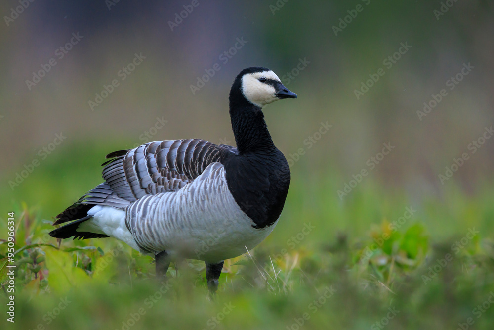 Closeup of a barnacle goose Branta leucopsis in a meadow Closeup of a barnacle goose Branta leucopsis in a meadow