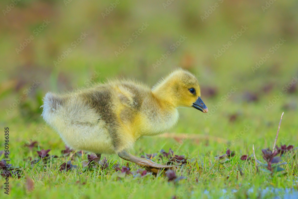 Greylag goose chick, Anser anser, in a meadow Greylag goose chick, Anser anser, in a meadow