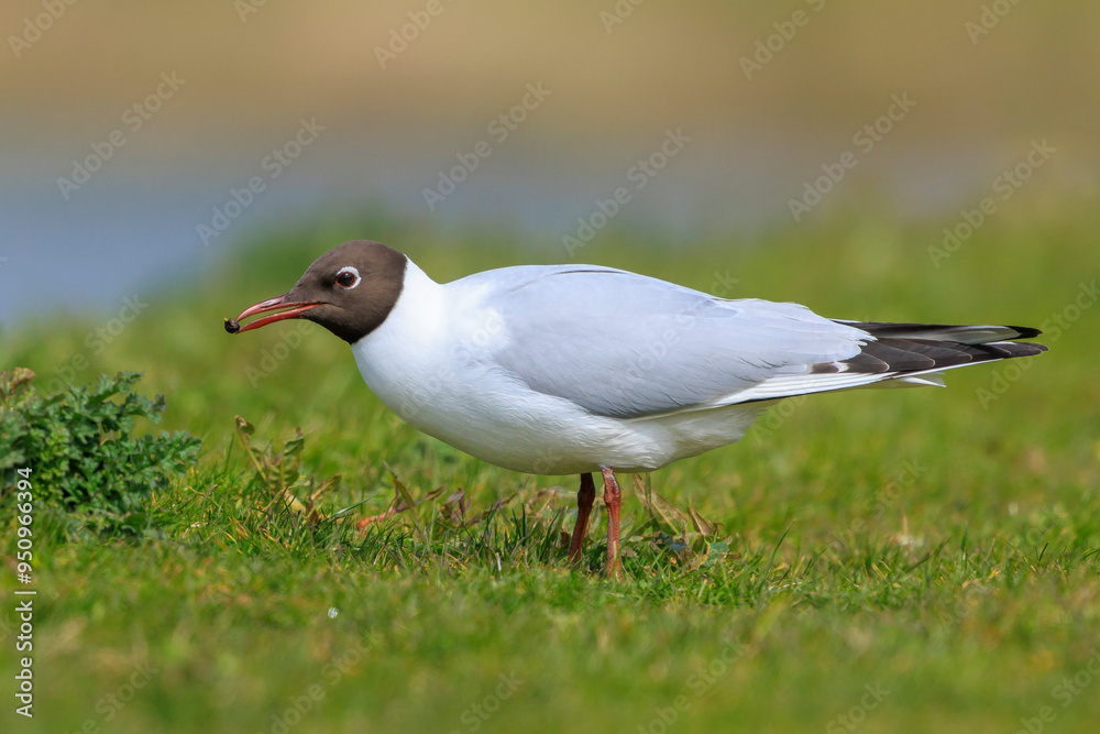Fototapeta premium Black-headed gull, Chroicocephalus ridibundus, foraging in grass