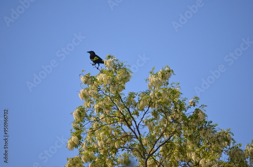 Crow Perched on Top of Acacia Tree (Robinia pseudacacia) – Black Bird on Branch, Silhouette Against Sky, Nature Wildlife Photography, Rustic Tree Scene I photo