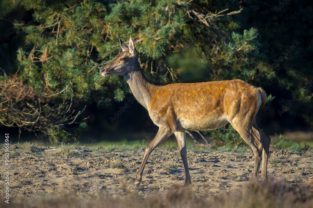 Female Red Deer doe or hind, Cervus elaphus Female Red Deer doe or hind, Cervus elaphus