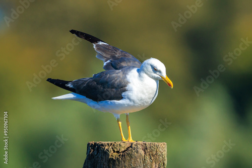 Lesser black-backed gull, Larus fuscus, perched photo