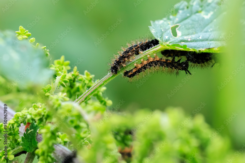 Fototapeta premium The map butterfly caterpillar, araschnia levana, close-up