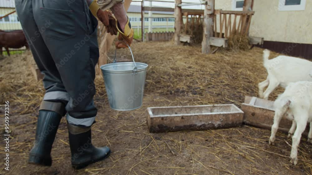 Medium full rear follow shot of lower body of unrecognizable male farmer walking through yard carrying bucket of cattle feed, emptying grain into trough, and happy goats running in to eat Medium full rear follow shot of lower body of unrecognizable male farmer walking through yard carrying bucket of cattle feed, emptying grain into trough, and happy goats running in to eat