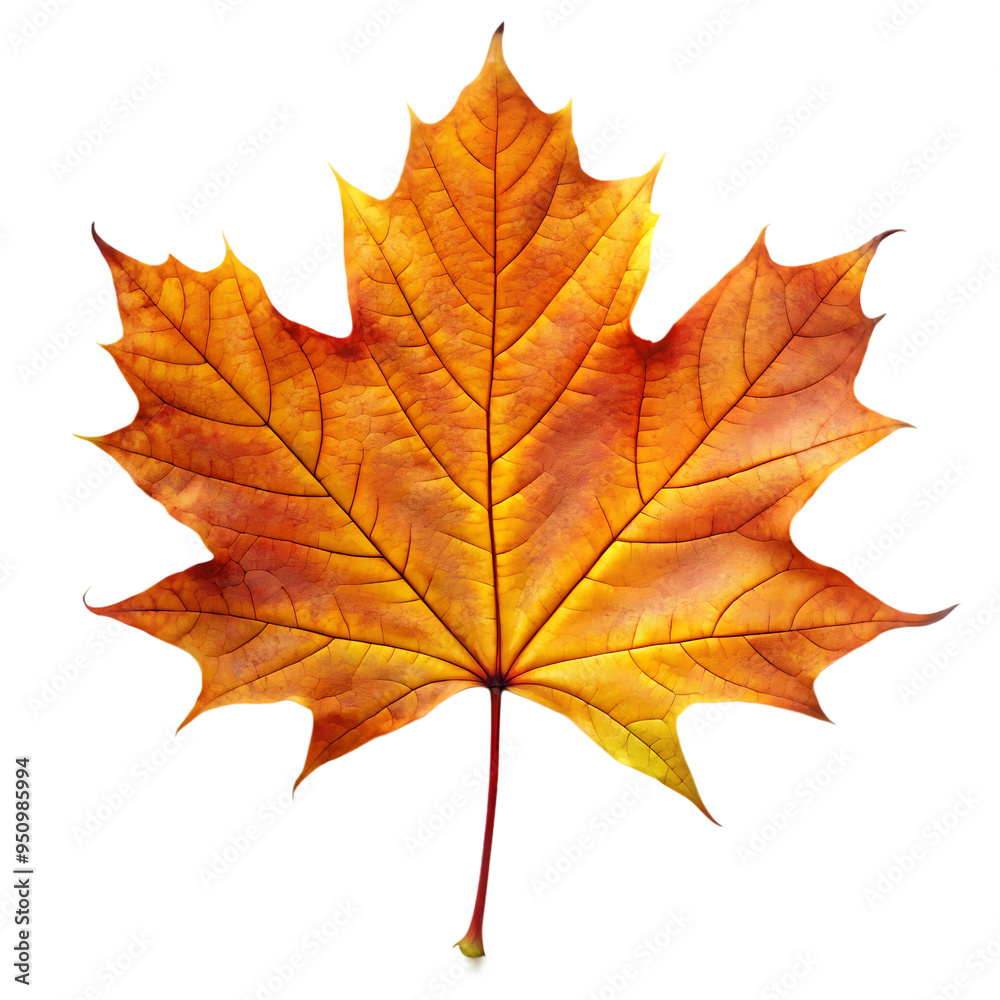 maple autumn leaf with pronounced lines isolated on white background as transparent. PNG maple autumn leaf with pronounced lines isolated on white background as transparent. PNG