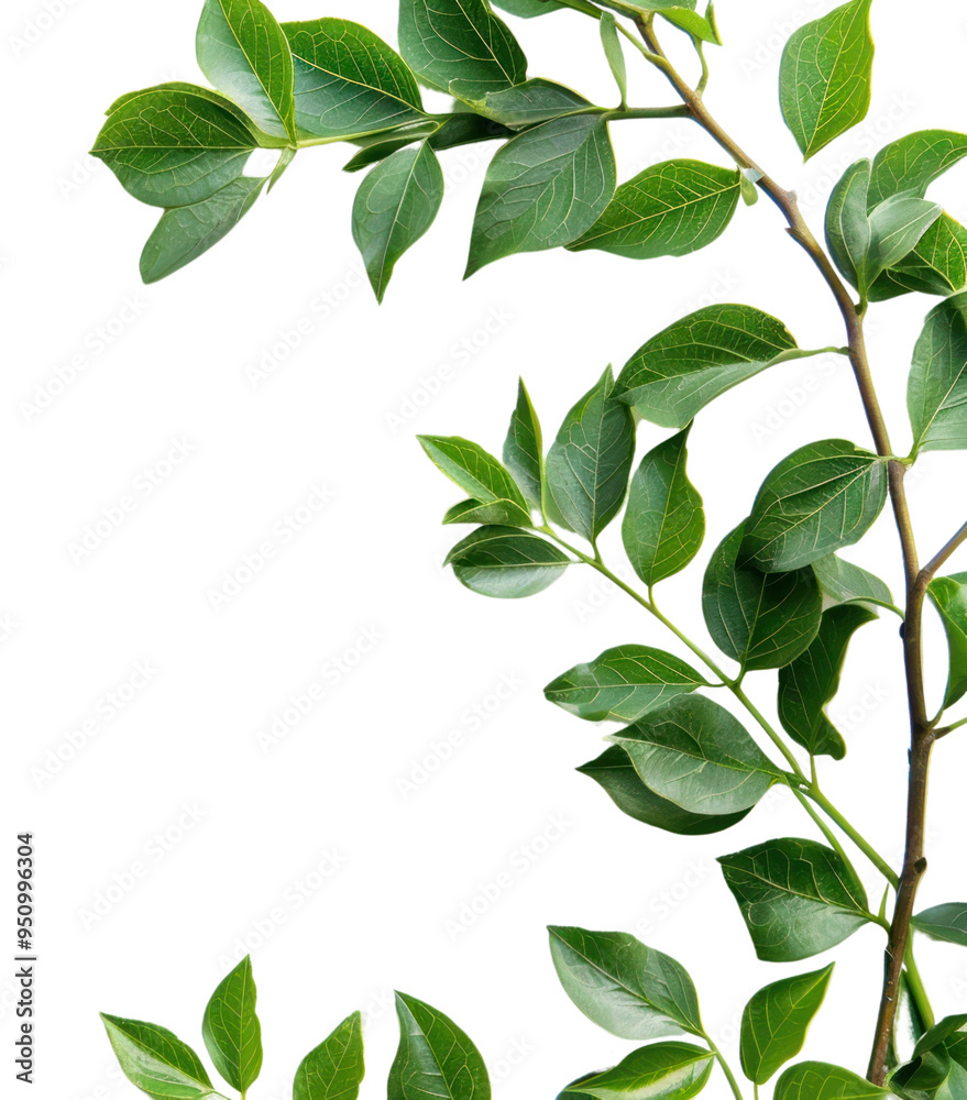 PNG Green leaves on white background PNG Green leaves on white background