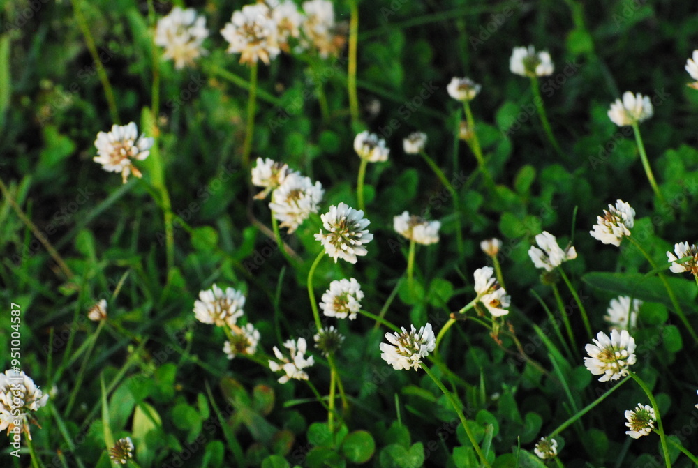 clover clover