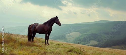 Beautiful Dark Brown Stallion Standing On The Hill In Exterior