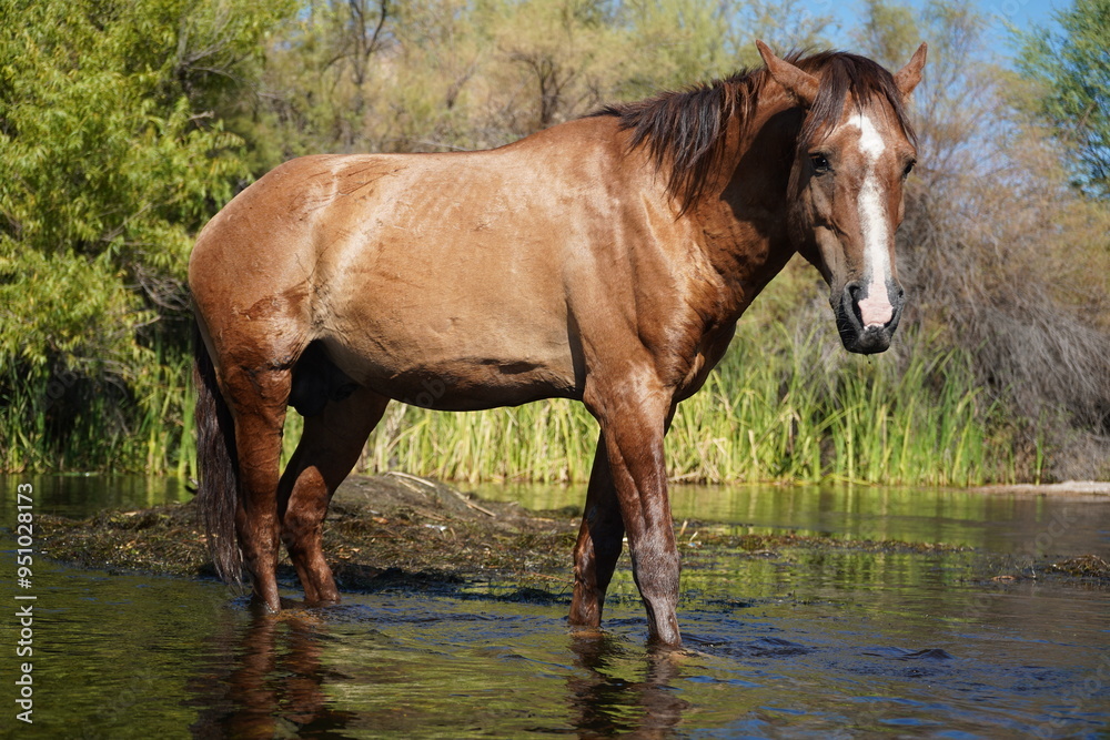 Fototapeta premium Salt River Wild horse, .Mesa Arizona