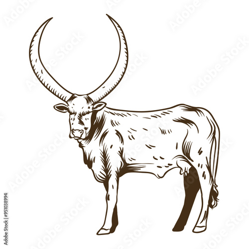 hand drawn watusi cow with separate white background