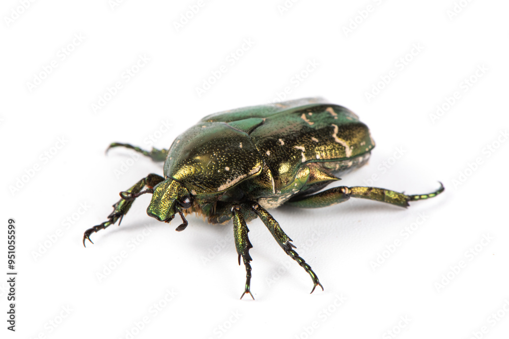Beetle Protaetia cuprea isolate on white background. Metallic green chafer(Cetonia aurata) Beetle Protaetia cuprea isolate on white background. Metallic green chafer(Cetonia aurata)