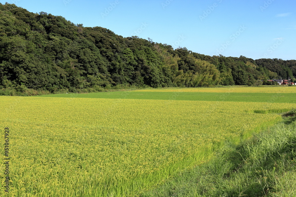 Fototapeta premium 段々と黄金色に実っていく稲穂