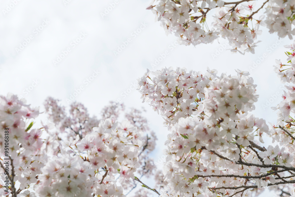 Cherry blossom in spring, full bloom flowers Cherry blossom in spring, full bloom flowers