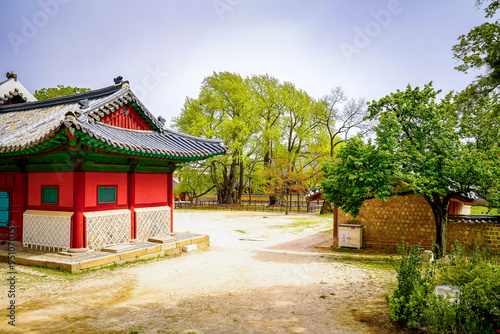 centuries-old, massive ginkgo tree in Seoul, South Korea.