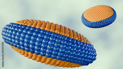 3d rendering of bicelles, they are disc-shaped lipid assemblies composed of two different types of lipids: one with a longer acyl chain and the other with a shorter acyl chain photo