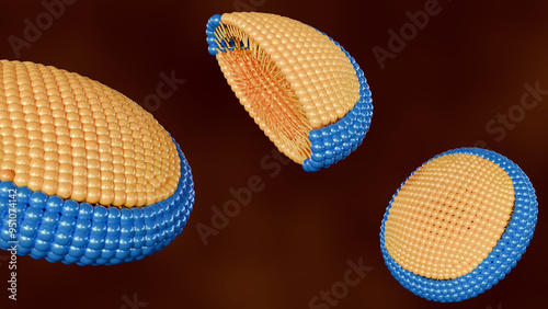 3d rendering of bicelles, they are disc-shaped lipid assemblies composed of two different types of lipids: one with a longer acyl chain and the other with a shorter acyl chain photo