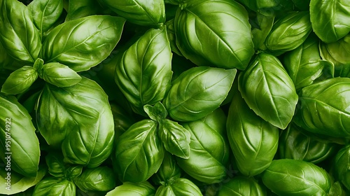 Close-up of Vibrant Green Basil Leaves