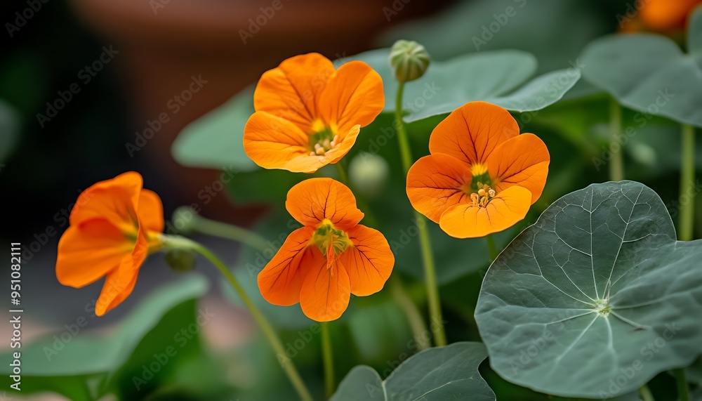 Vibrant Orange Nasturtium Flowers with Green Leaves