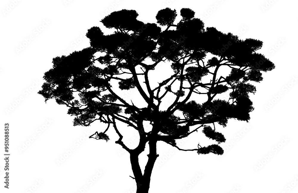 Fototapeta premium pine tree silhouette isolated on transparent background.
