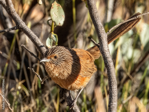 Dusky Grasswren - Amytornis purnelli in Central Australia photo