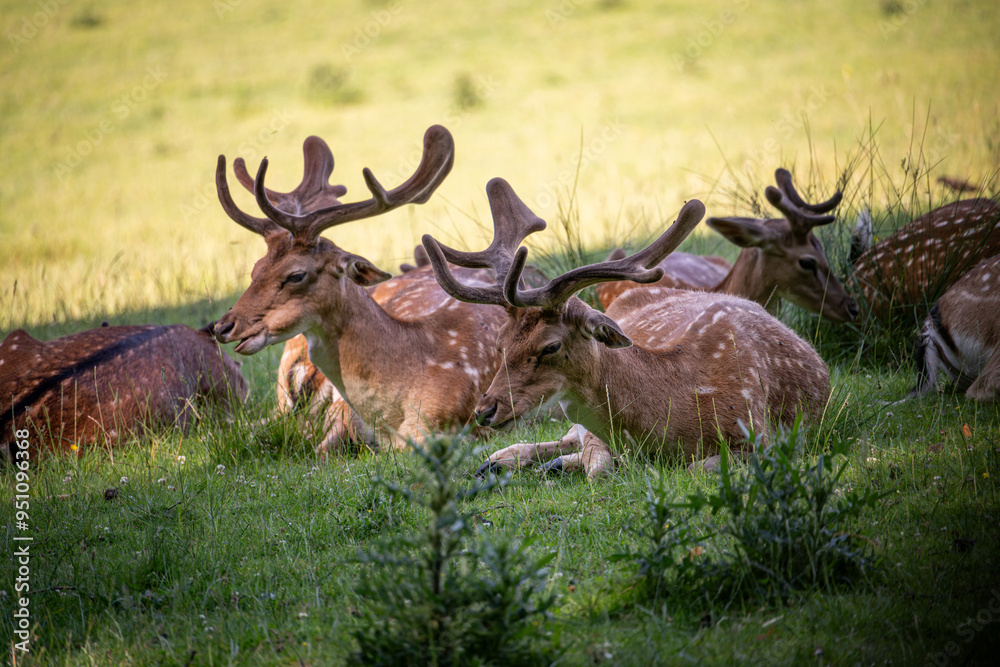 Naklejka premium A herd of fallow deer rests on a meadow.