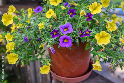 Purple and yellow calibrachoa flowers in a pot outdoors.