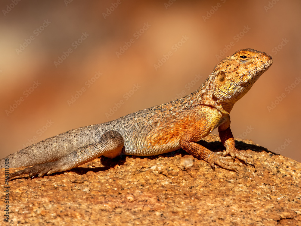 Obraz premium Slater's Ring-tailed Dragon (Ctenophorus slateri) in Central Australia