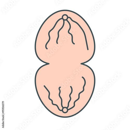 Cytotoxic illustration photo