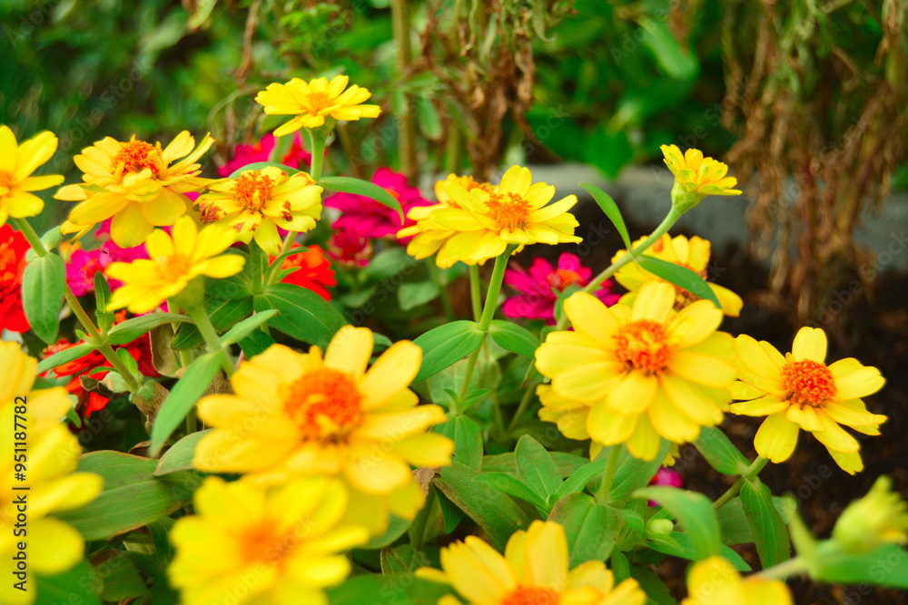 Bright and colorful flowers bloom in the garden Bright and colorful flowers bloom in the garden