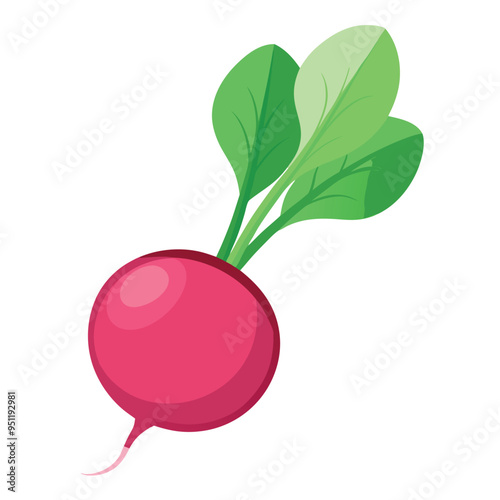 Fresh Beetroot Art, Vector, Icon and Graphic, Flat Vegetables Illustration Design On White Background