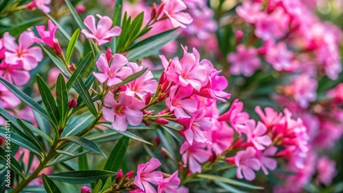 Close-up of a bush with pink oleander flowers, Bush, pink, flowers, oleander, plant, nature, close-up, vibrant, bloom