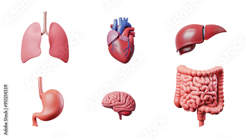 Collection of 3D Rendered Human Organs on white Background Featuring Heart, Brain, Stomach, Intestines, Lungs, Liver, Kidneys, and Spleen