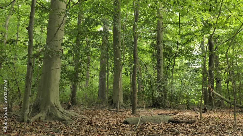 Trees, foliage and thickets in a forest park Trees, foliage and thickets in a forest park