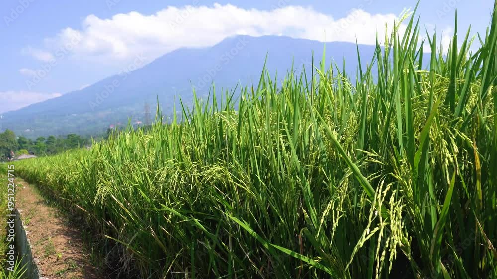 rice fields swaying during the day in cigombong village with views of Mount Salak rice fields swaying during the day in cigombong village with views of Mount Salak