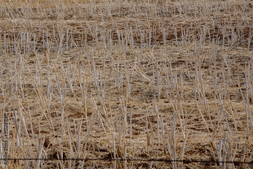 Canola stubble in Australian field 