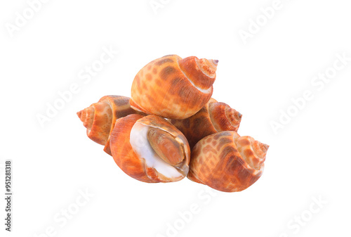 Babylonia areolata isolated ontransparent png