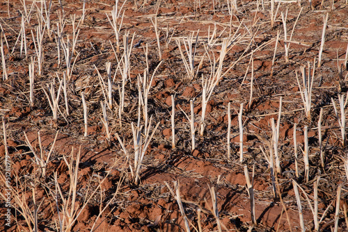 Canola stubble in Australian field 