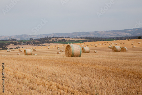 hay bales in the field