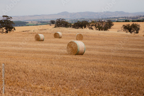 hay bales in the field