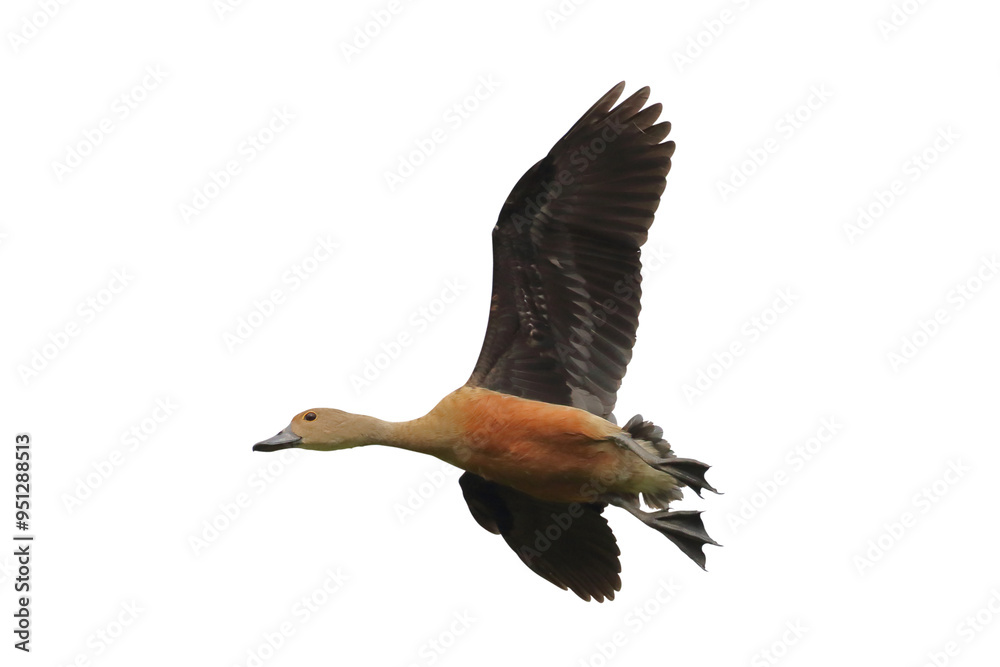 Fototapeta premium Fulvous whistling duck flying isolated on transparent background png file