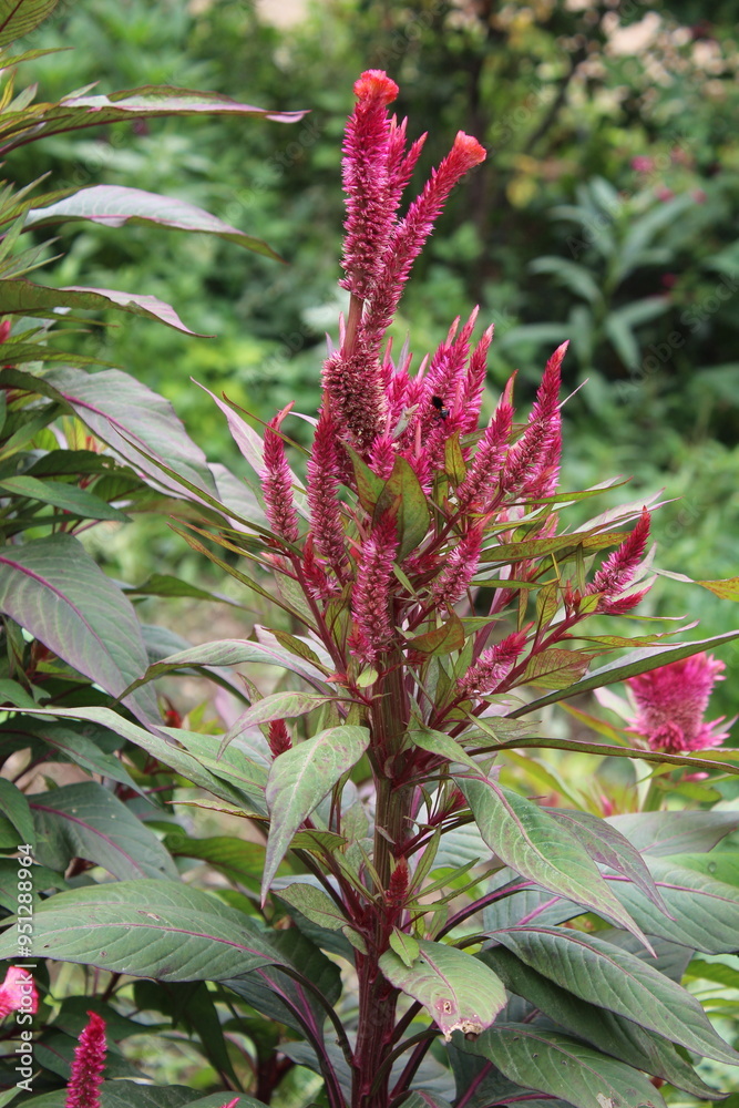 Fototapeta premium Amaranthus, Love-lies-bleeding, Pendant amaranth, Tassel, Velvet flower or Foxtail amaranthus
