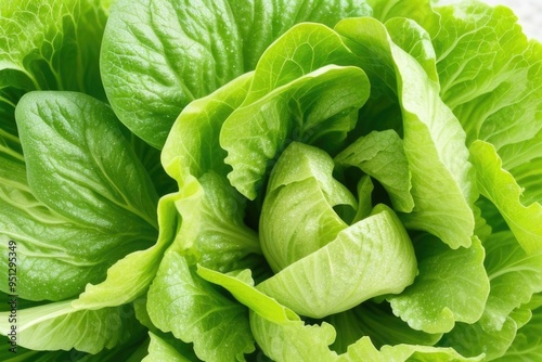 Close-up lettuce