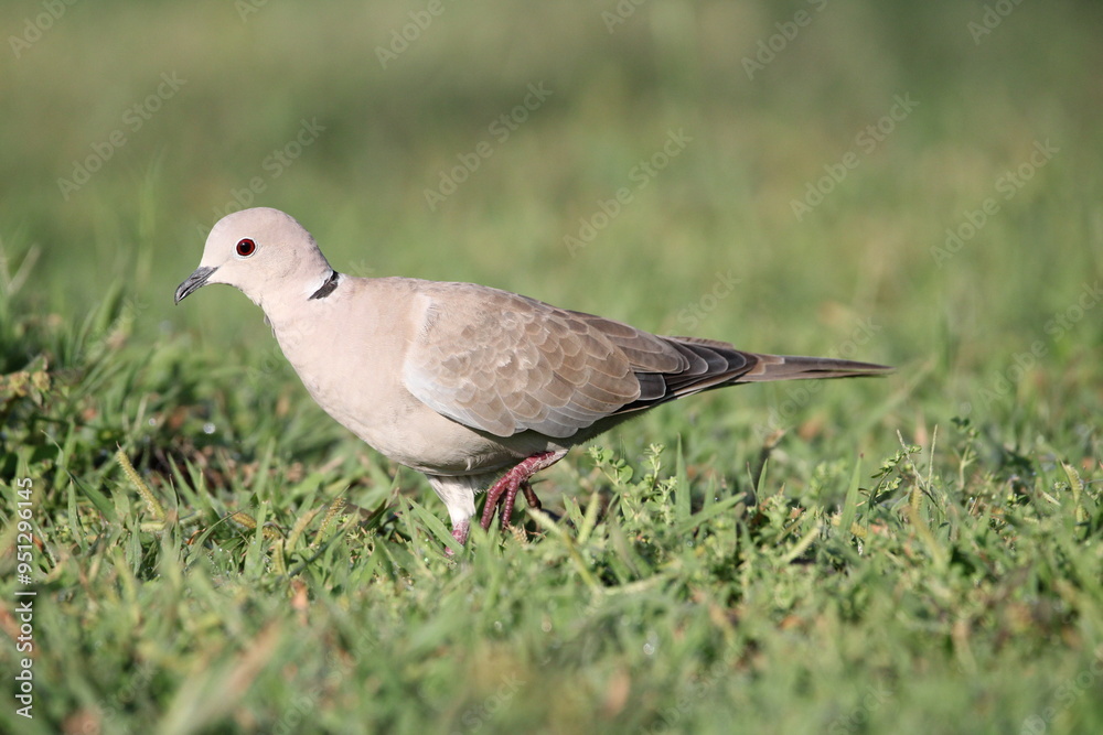 pigeon on grass