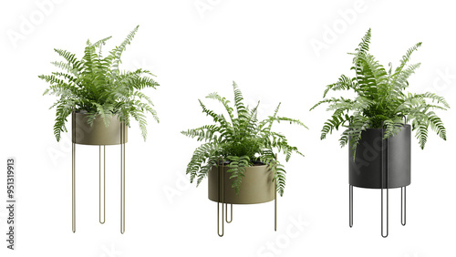 Tableau sur toile Fern Plants in Metal Planters Transparent Background