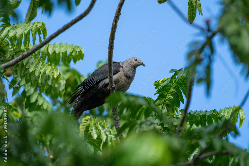 Pacific imperial pigeon bird in Niue South Pacific Pacific imperial pigeon bird in Niue South Pacific