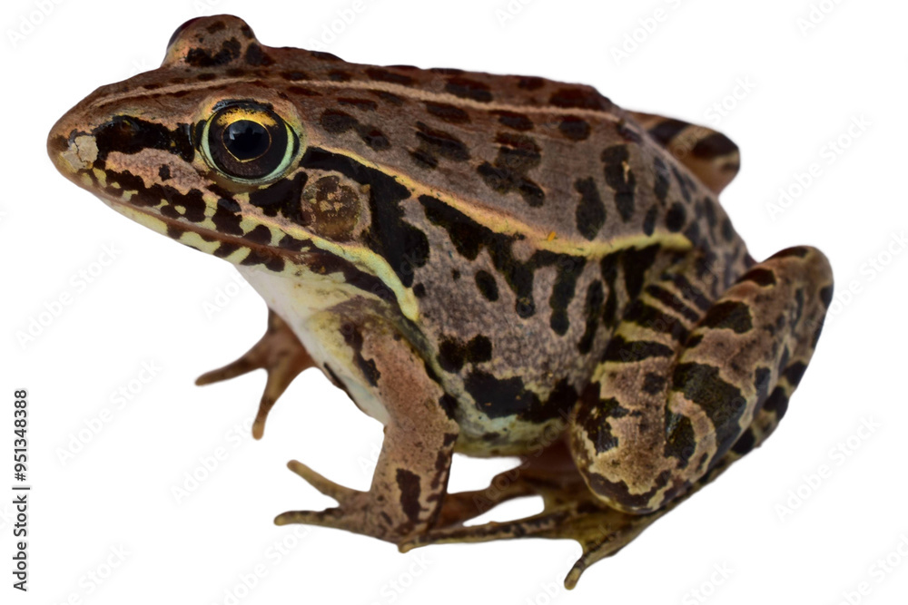 Fototapeta premium frog