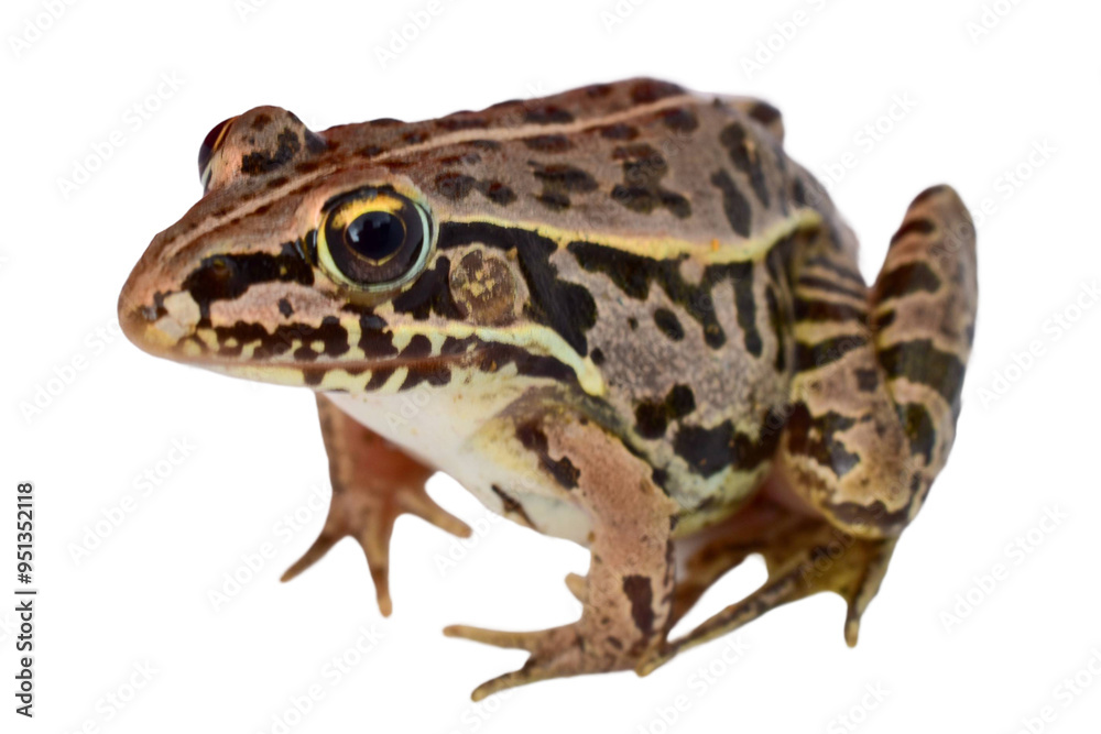 Fototapeta premium frog