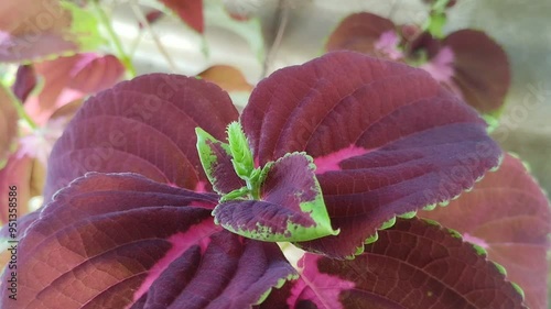 flower buds of miana or iler or coleus atropurpureus. The leaves are useful as a medicine for hemorrhoids, boils, childbed fever, ear inflammation, and irregular menstruation.
